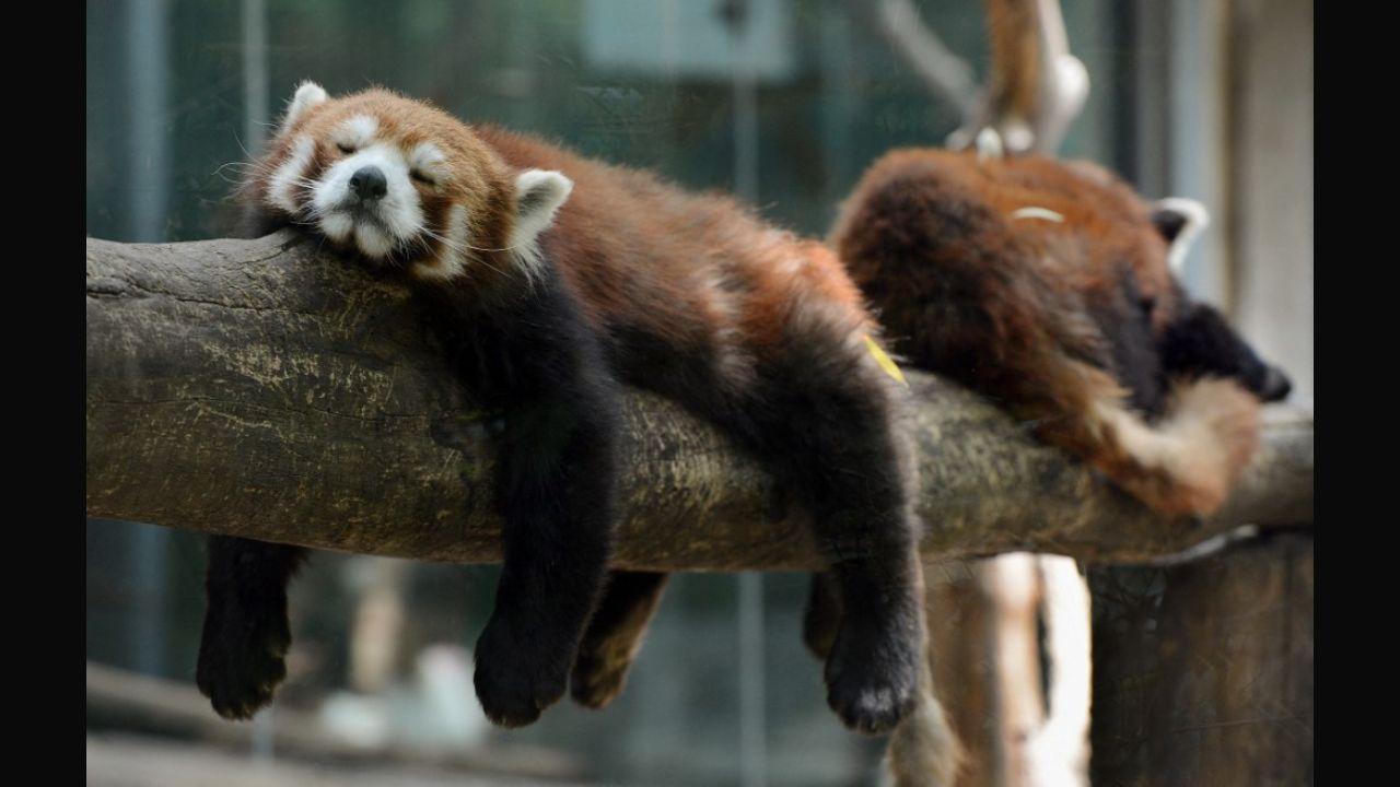 The red panda or ailurus fulgens is a small mammal found in the jungles of India, Myanmar, Nepal, Bhutan and China. More than 50 percent of the population lives in the Eastern Himalayas. In this photo, red panda bears are seen sleeping in an enclosure at the Beijing Zoo in 2012. Photo: AFP